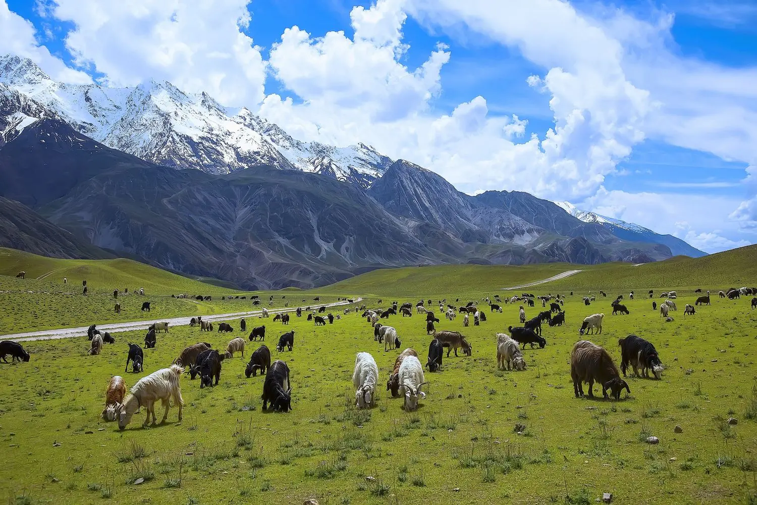 Herds grazing in the meadows of Chitral Gol National Park